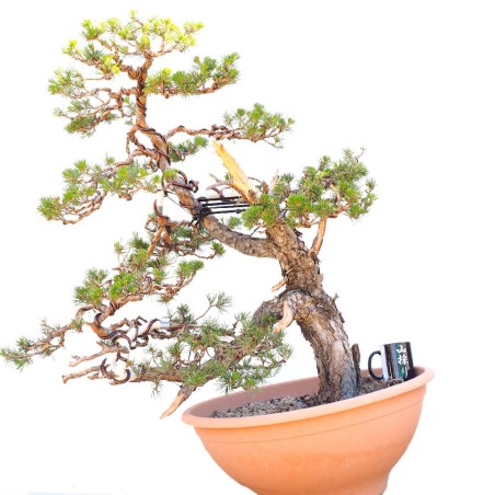 Pinus Sylvestris 1216