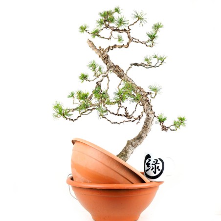 Pinus Sylvestris 1092