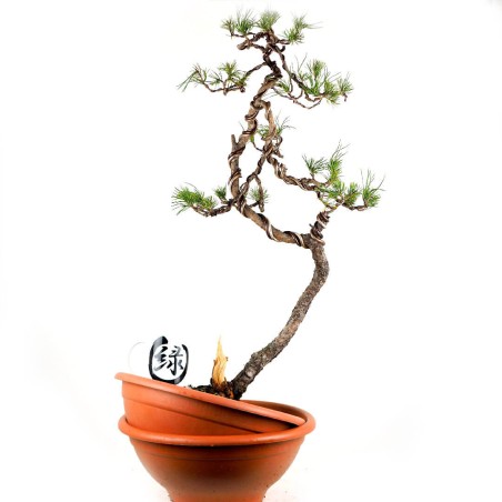Pinus Sylvestris 1094